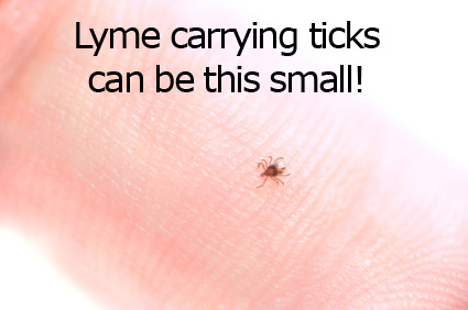 Tiny Lyme Carrying Tick 